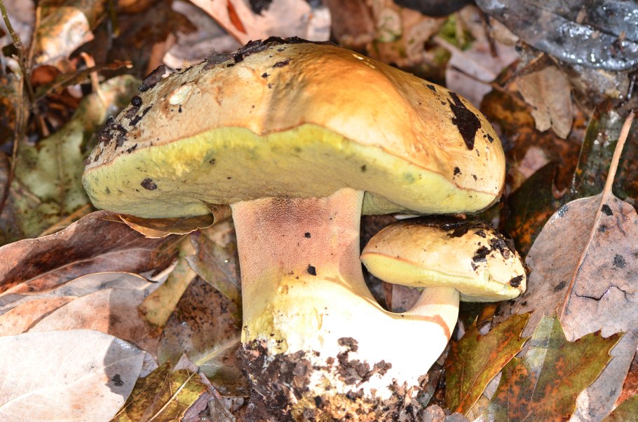 Боровик девичий (Boletus appendiculatus)
