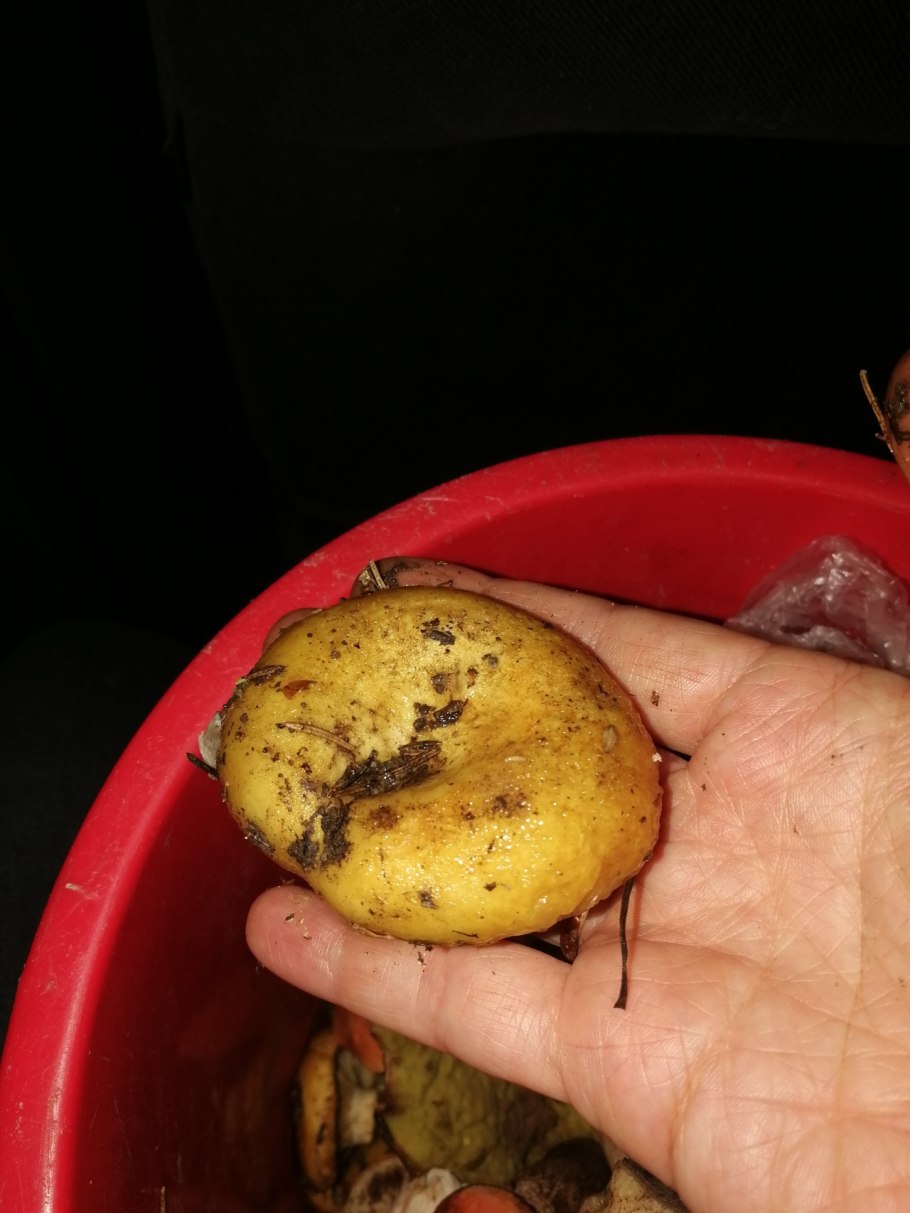 Гриб в разрезе желтый