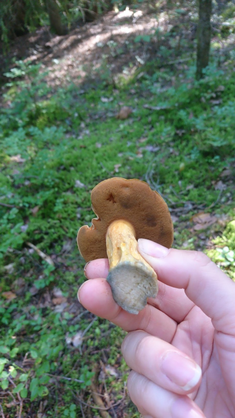 Желто бурый масленок галлюциногенный он