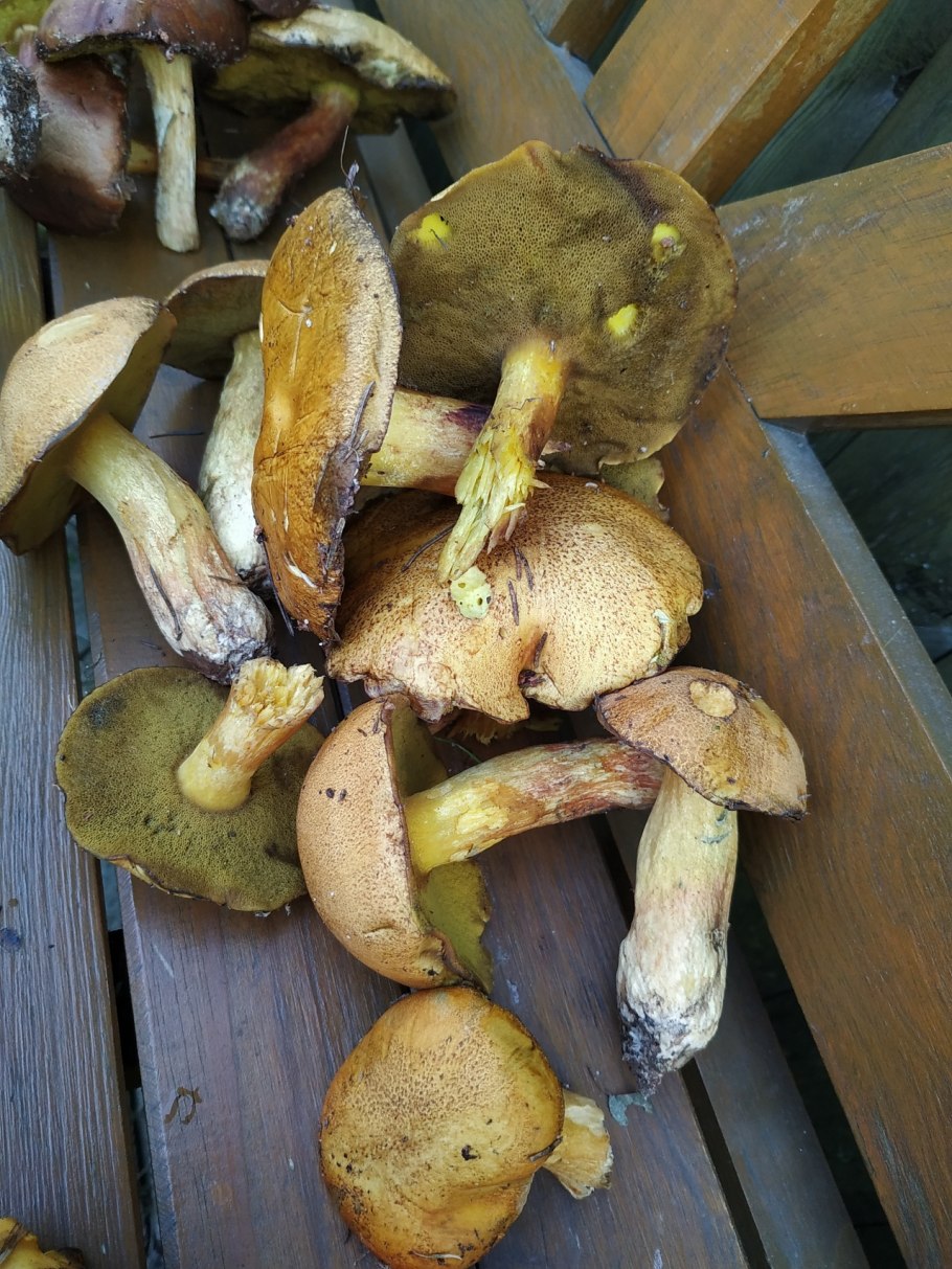 Suillus variegatus