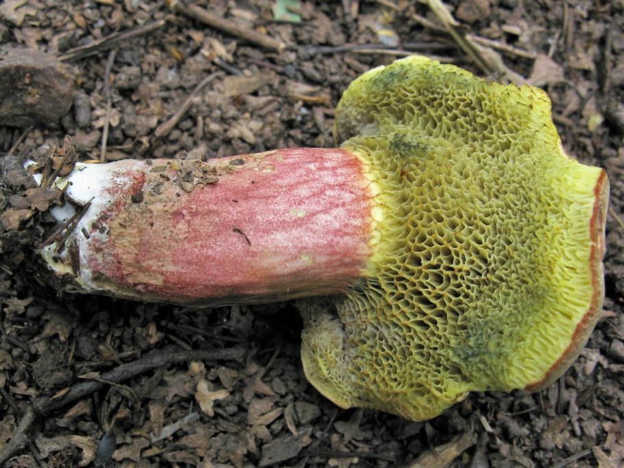 Моховик красный синеет