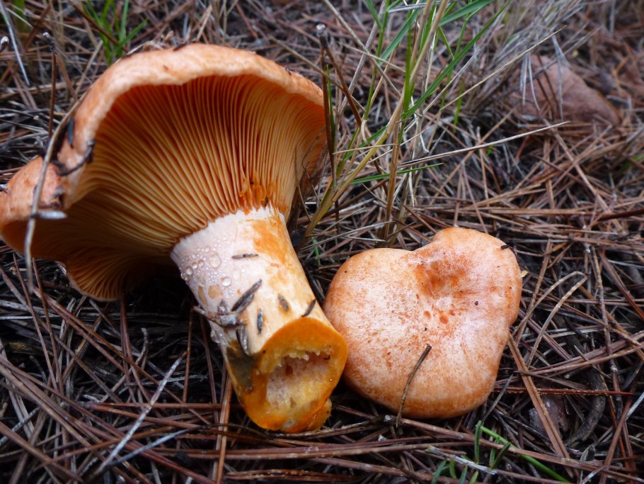 Рыжик Сосновый/Боровой (Lactarius deliciosus);