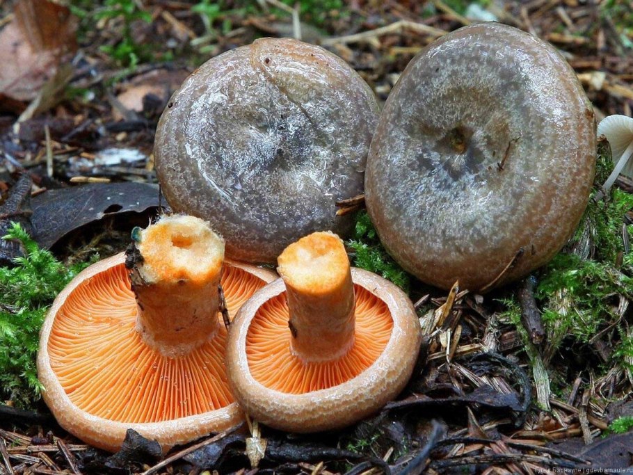 Рыжик еловый (Lactarius deterrimus)
