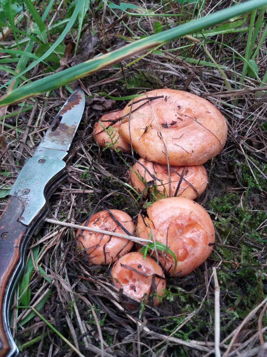 Грибы рыжики в Сибири