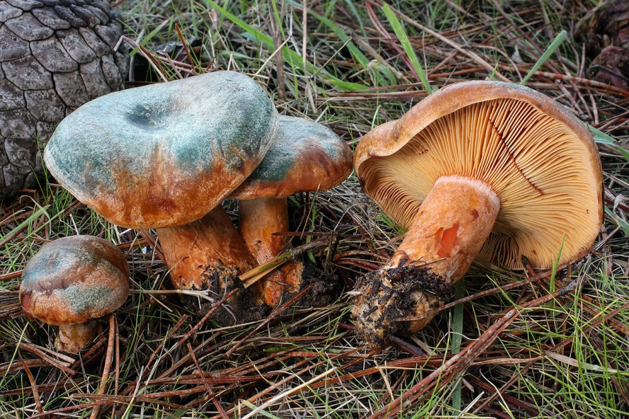 Рыжик Сосновый/Боровой (Lactarius deliciosus);