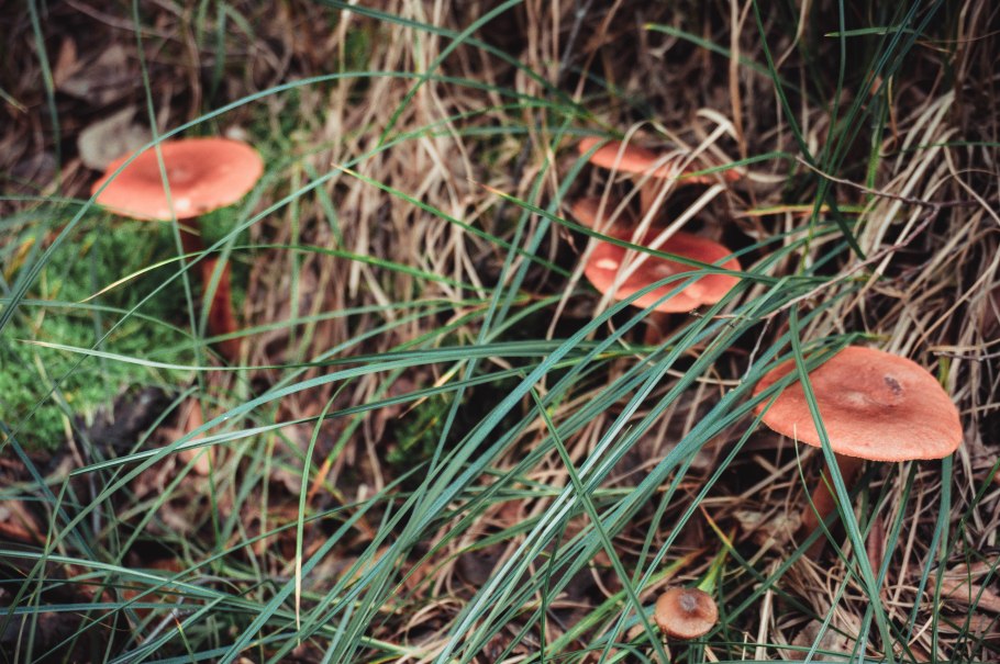 Грибы растущие в хвойных лесах