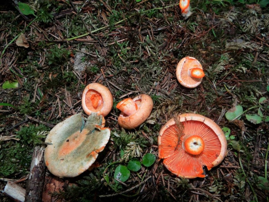 Маленькие рыжие грибы