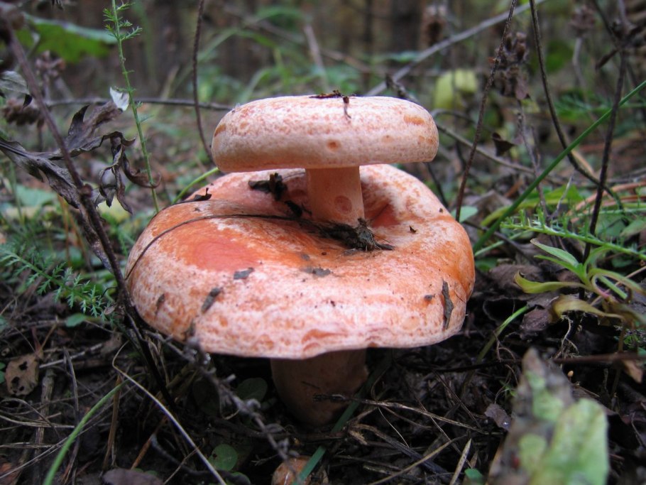 Гриб Рыжик Сосновый