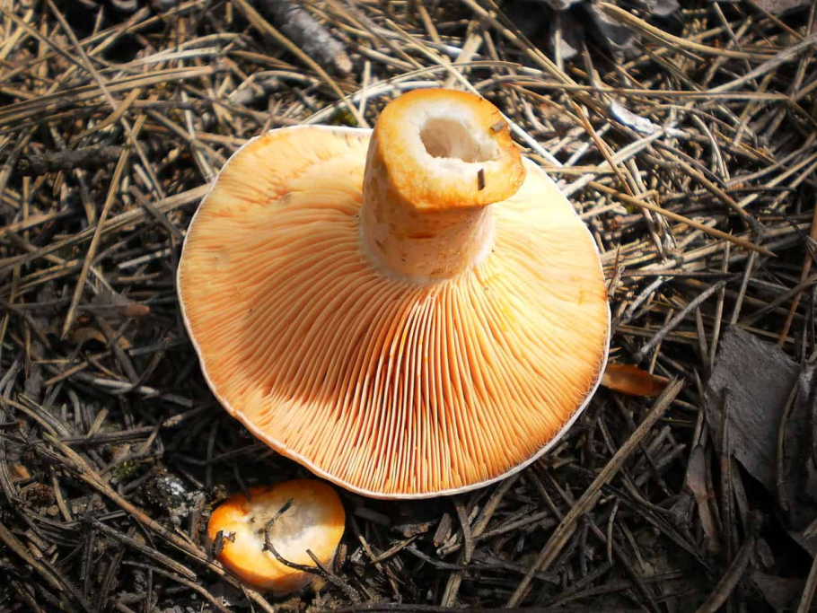 Рыжик Сосновый/Боровой (Lactarius deliciosus);