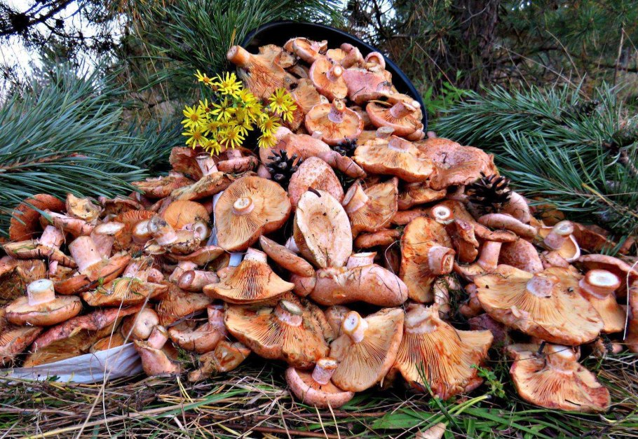 Осенние грибы рыжики