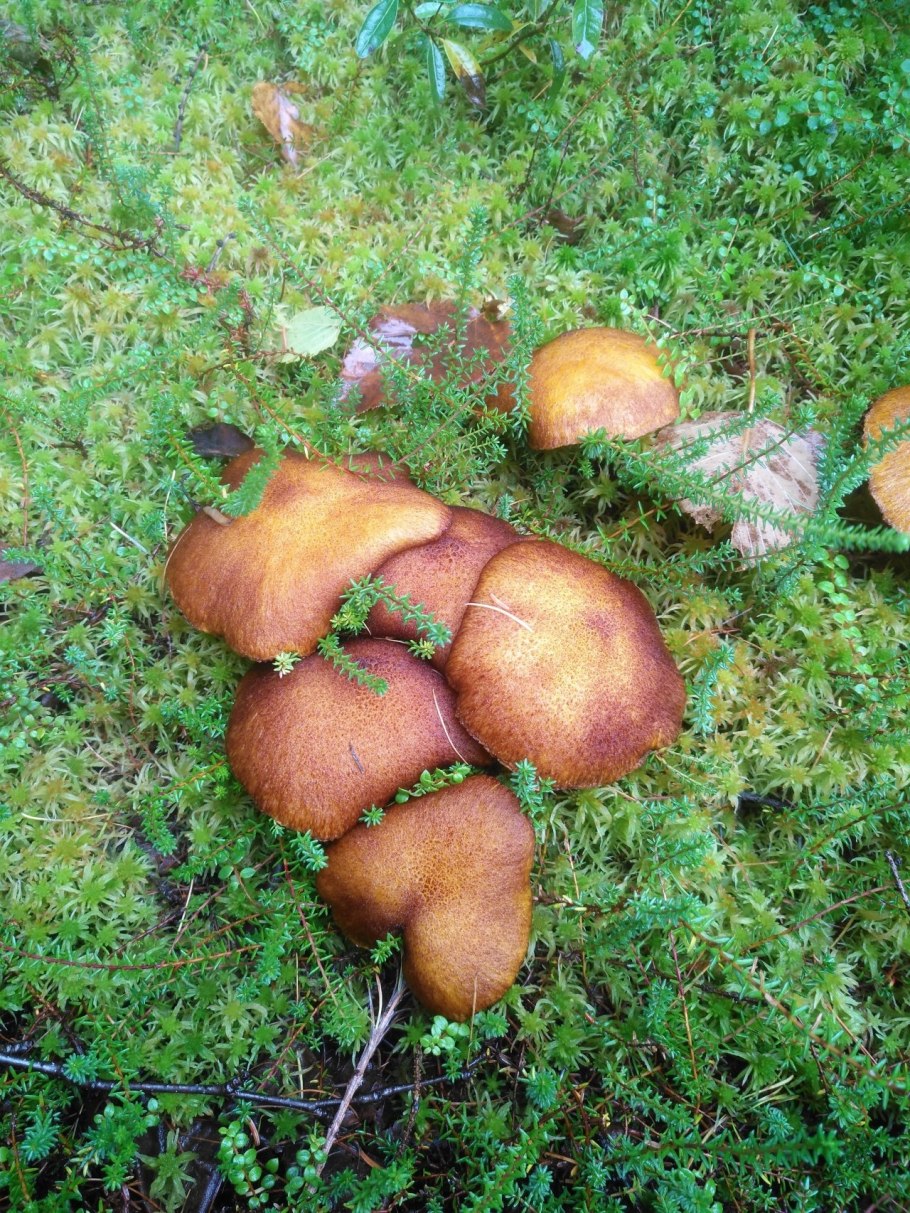 Масленок раскрашенный