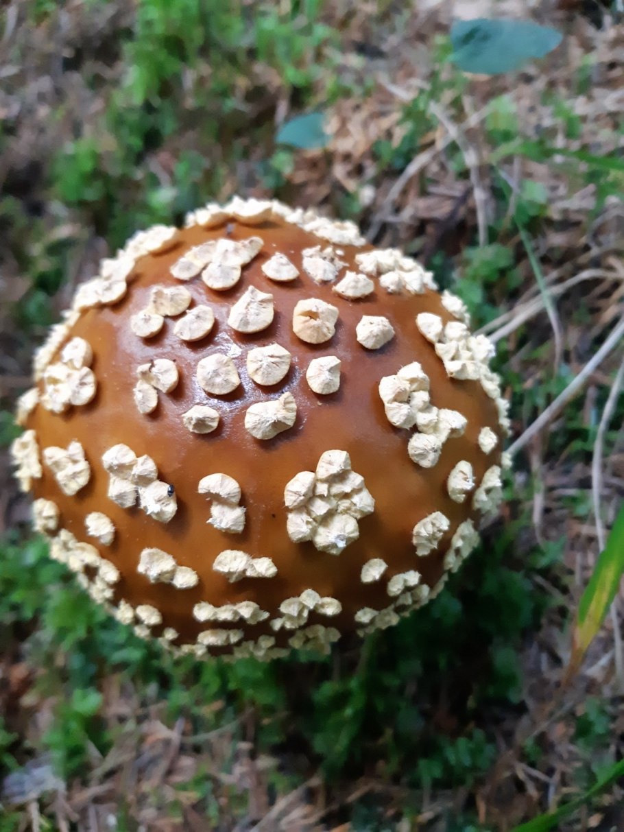 Amanita muscaria Королевские