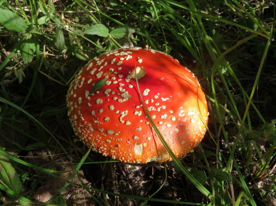 Королевская поганка