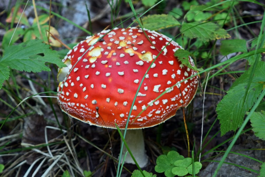 Мухомор красный и пантерный и Королевский