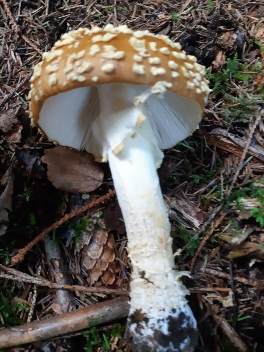 Королевский мухомор и пантерный