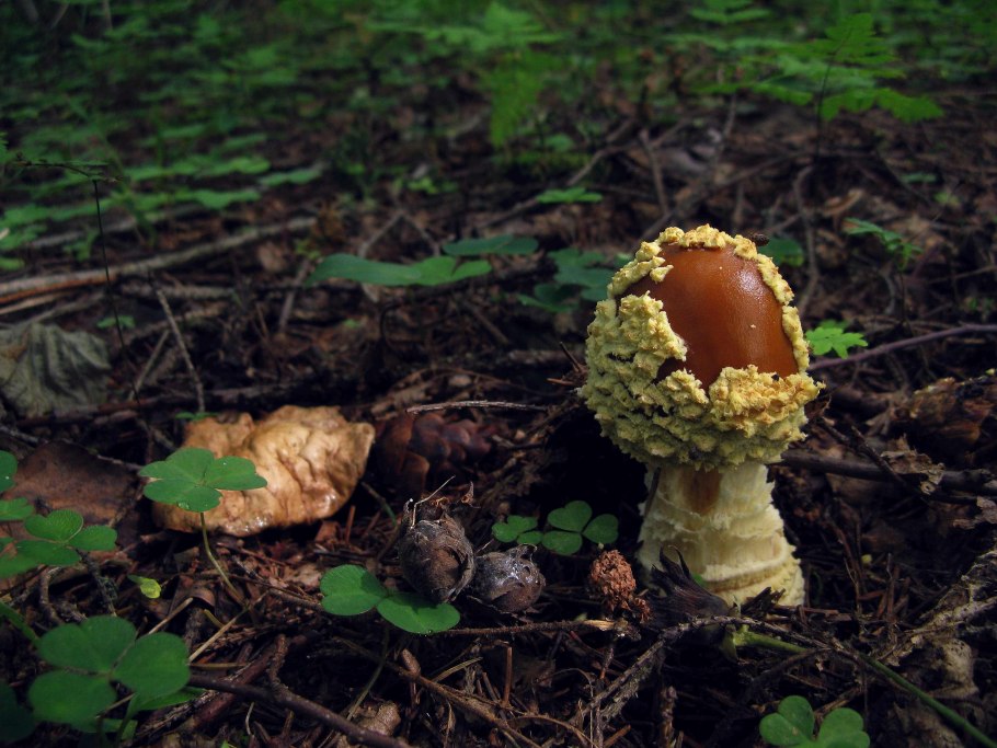 Мухомор пантерный