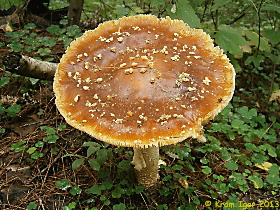 Мухомор Королевский Amanita regalis х