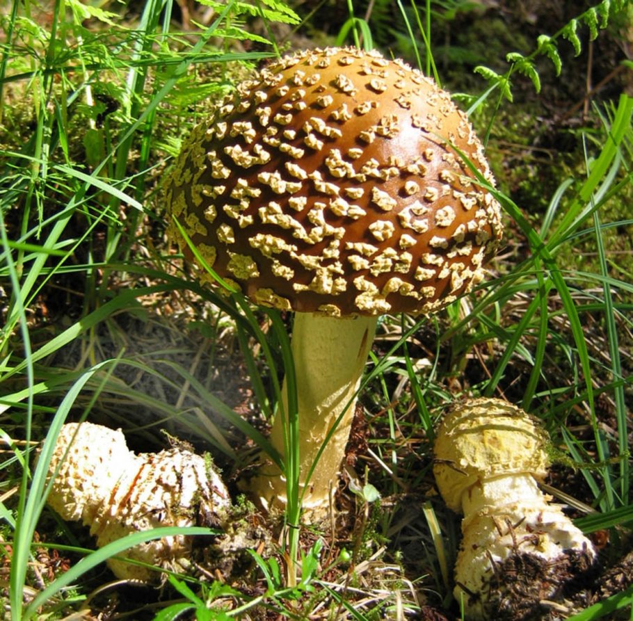 Гриб Королевский мухомор