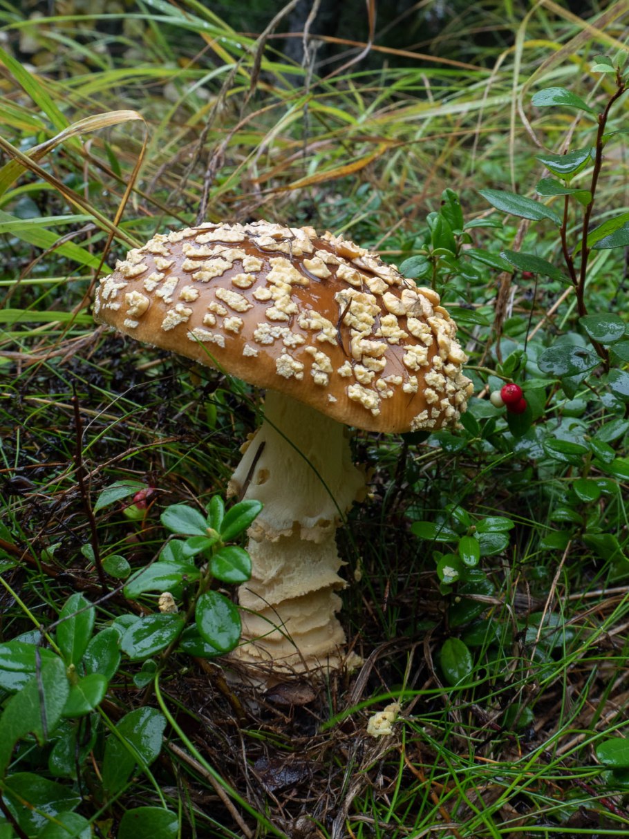 Мухомор Королевский