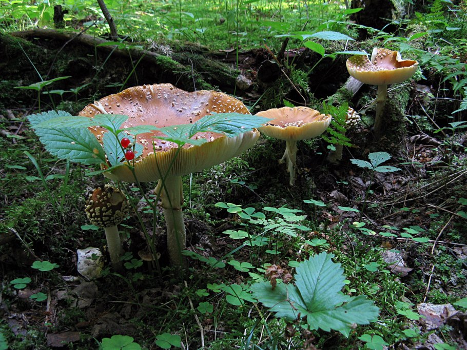 Fungi Light красный мухомор 30 гр