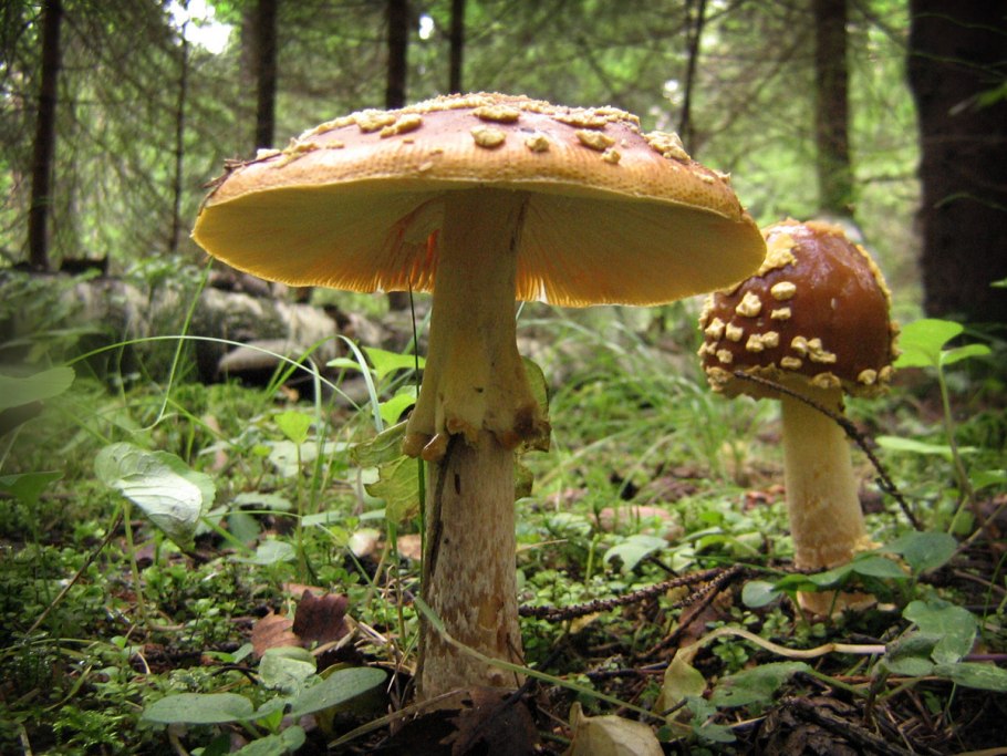 Красный Королевский мухомор