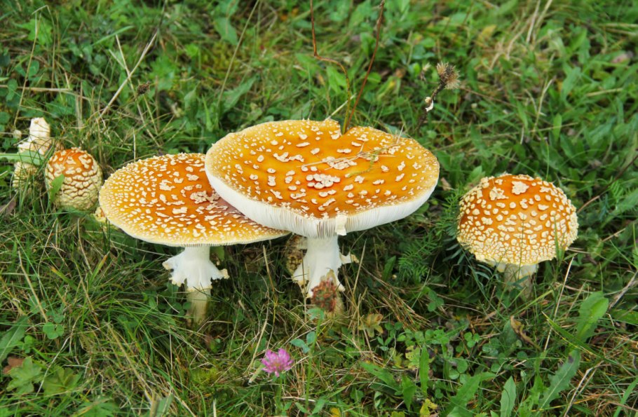 Съедобные грибы