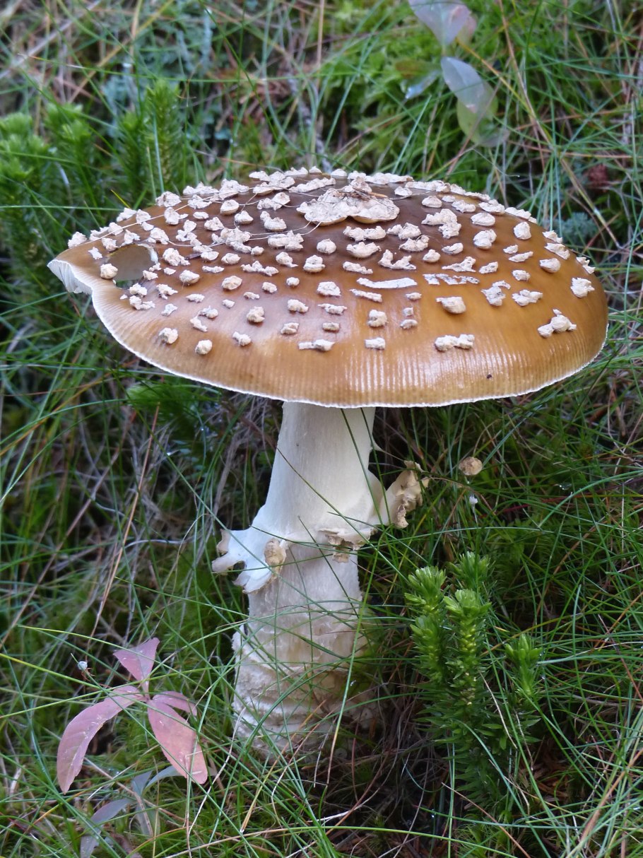 Мухомор Королевский Amanita regalis