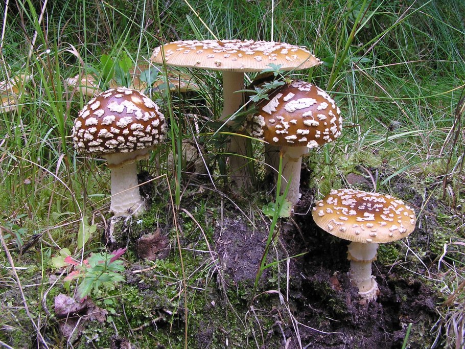Мухомор Королевский Amanita regalis