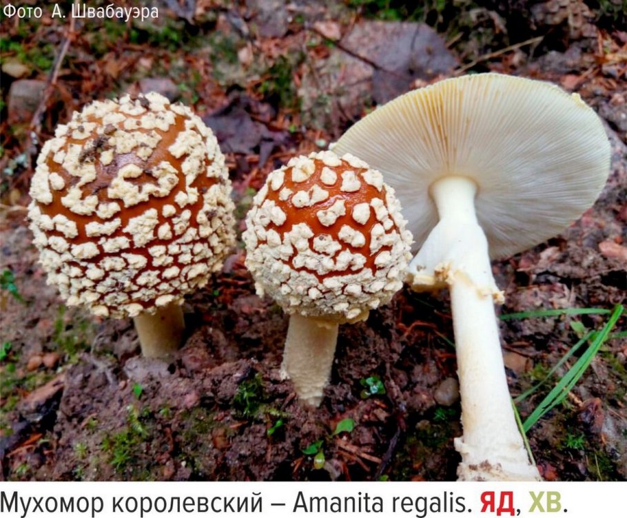 Мухомор коричневый