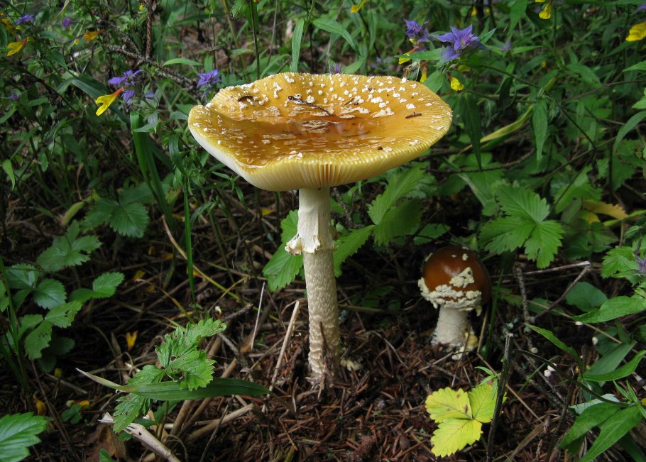 Мухомор Королевский Amanita