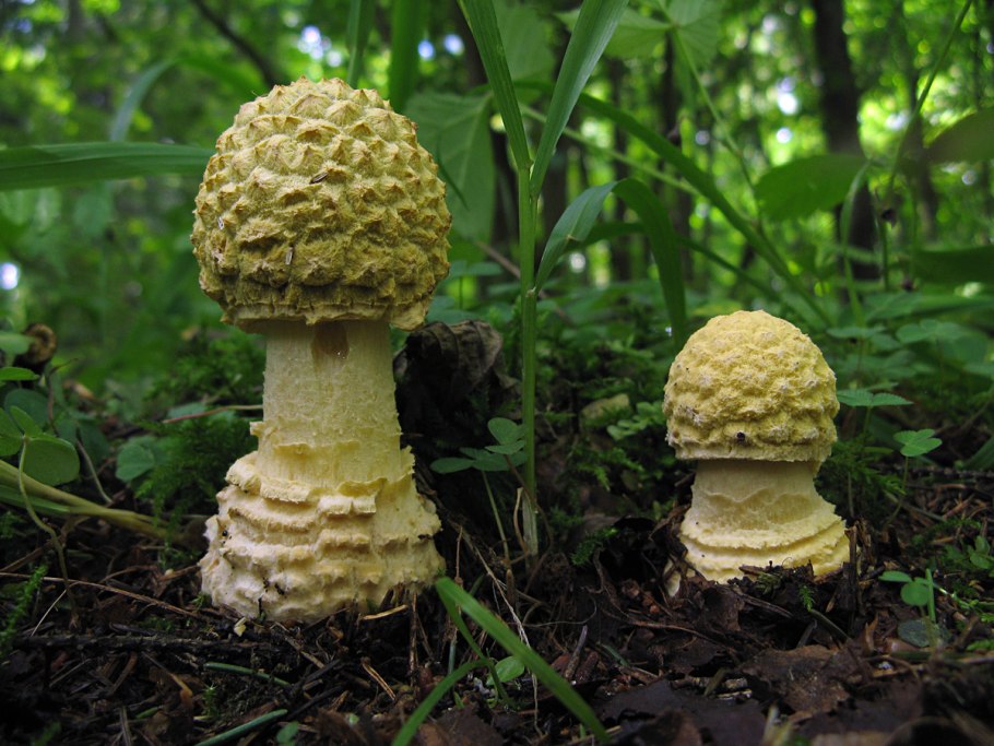 Мухомор Королевский