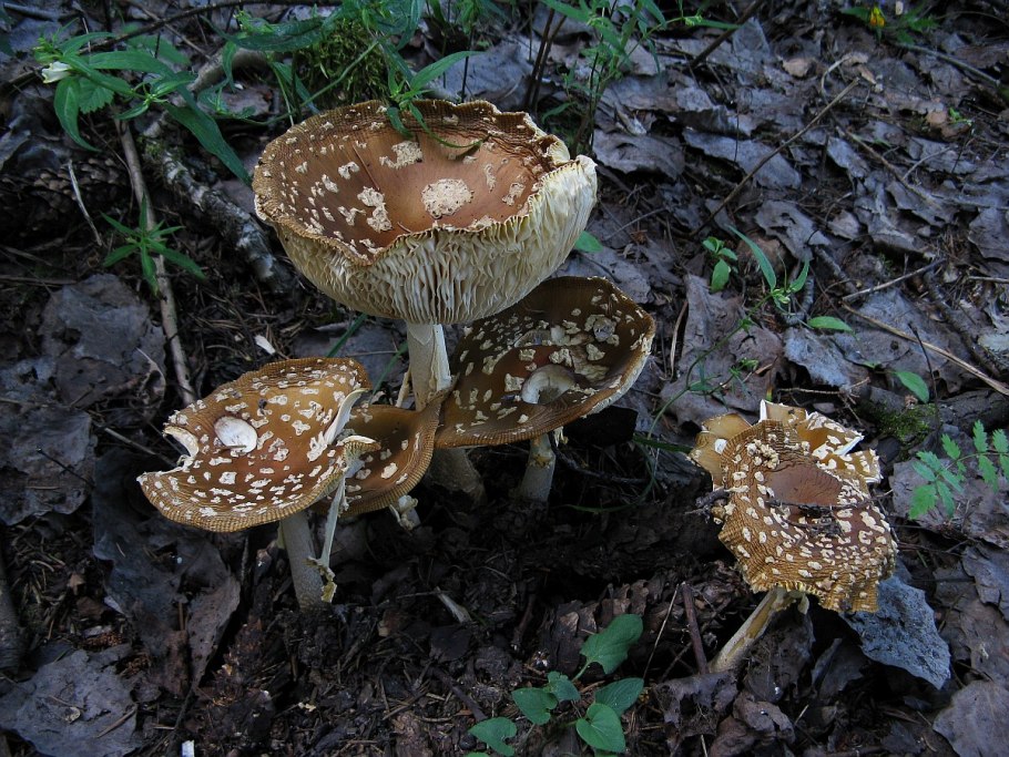 Мухомор Регалис