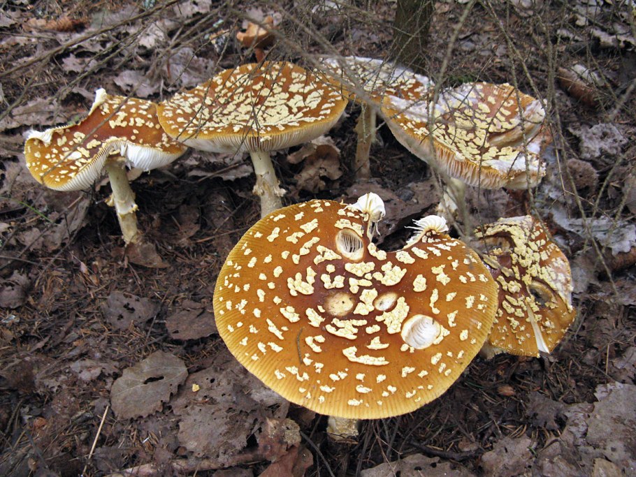 Гриб Королевский мухомор