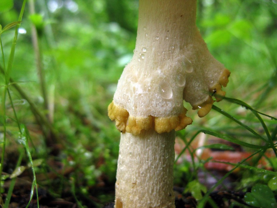 Мухомор Регалис