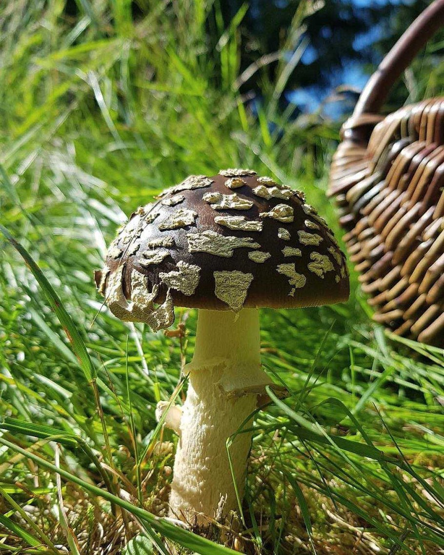 Amanita muscaria Королевские