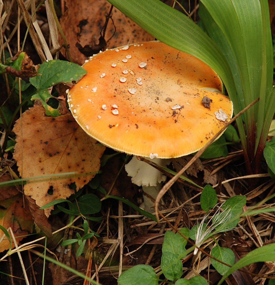 Королевский мухомор съедобный