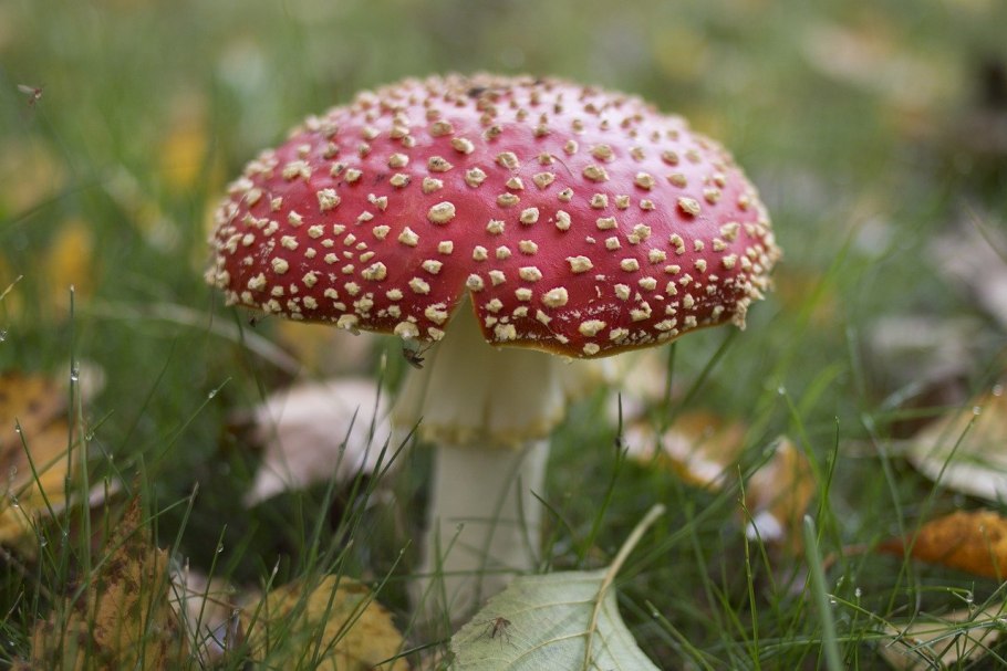 Мухомор весенний (amanita verna)