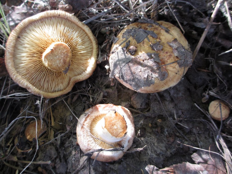 Гриб свинушка коровяк