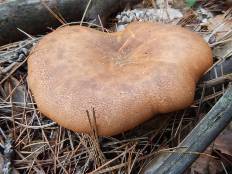 Валуй свинушка