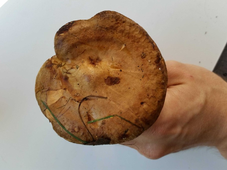 Свинушка гриб Солка