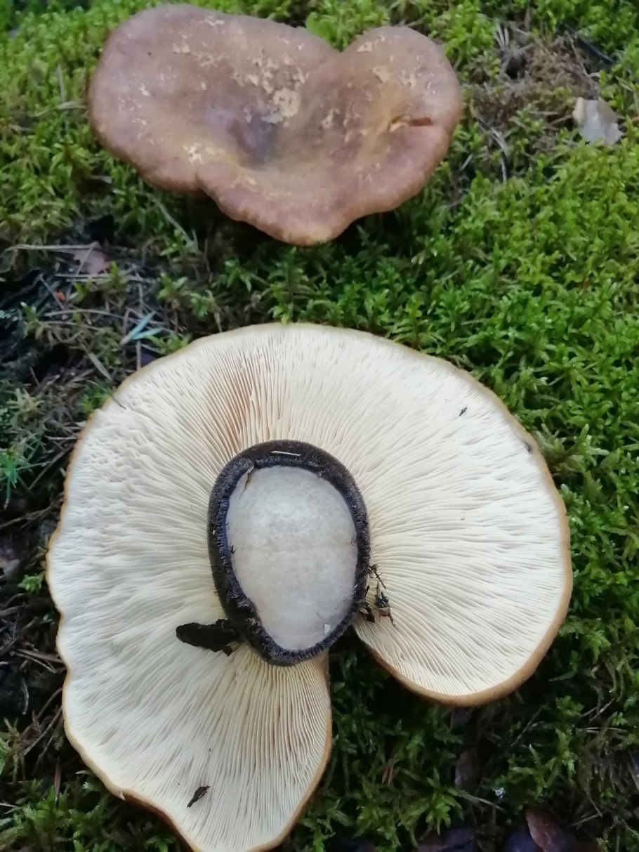 Свинушки грибы съедобные