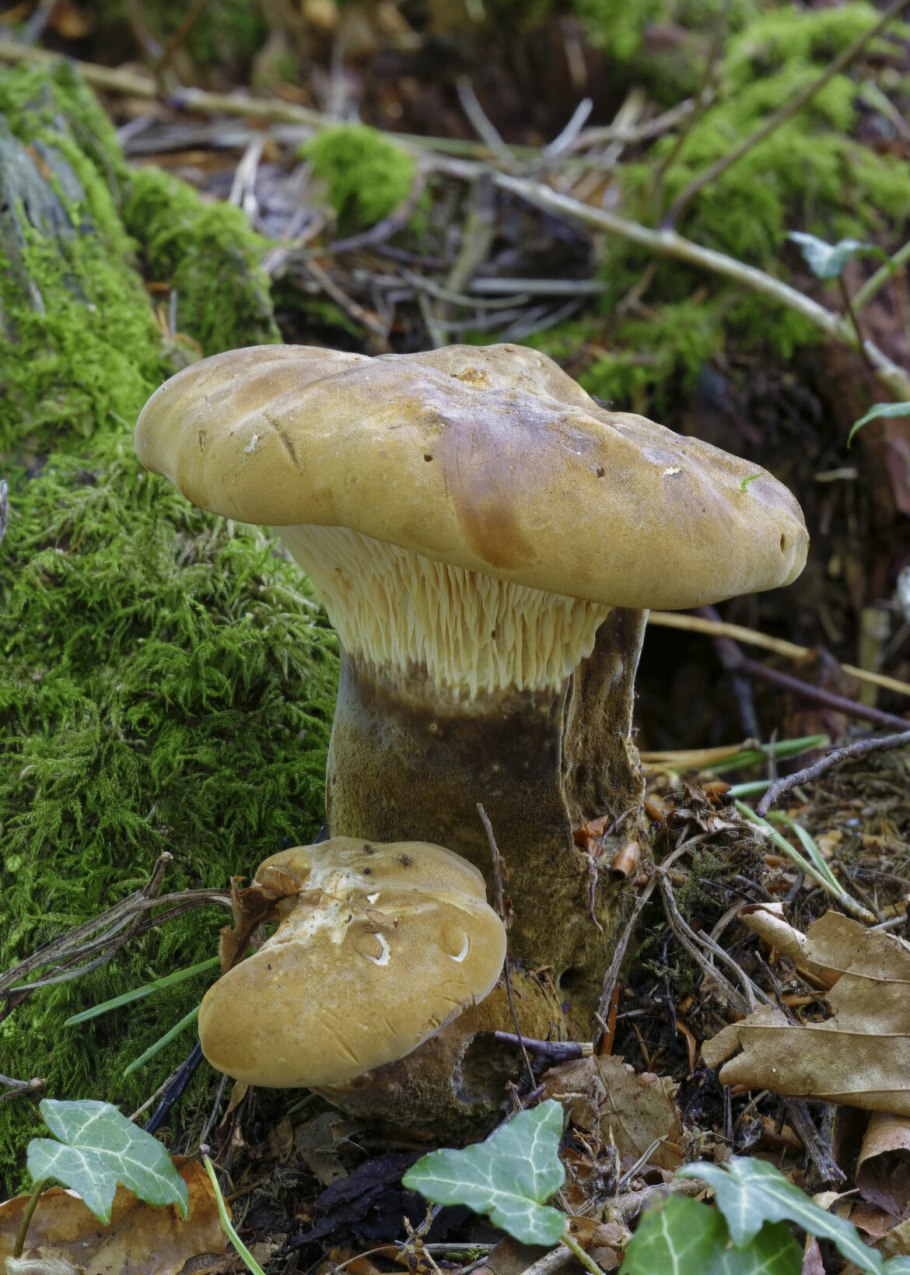 Свинушка толстая