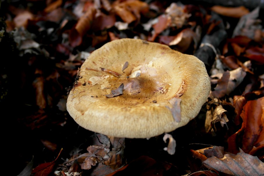 Свинушка Paxillus rubicundulus