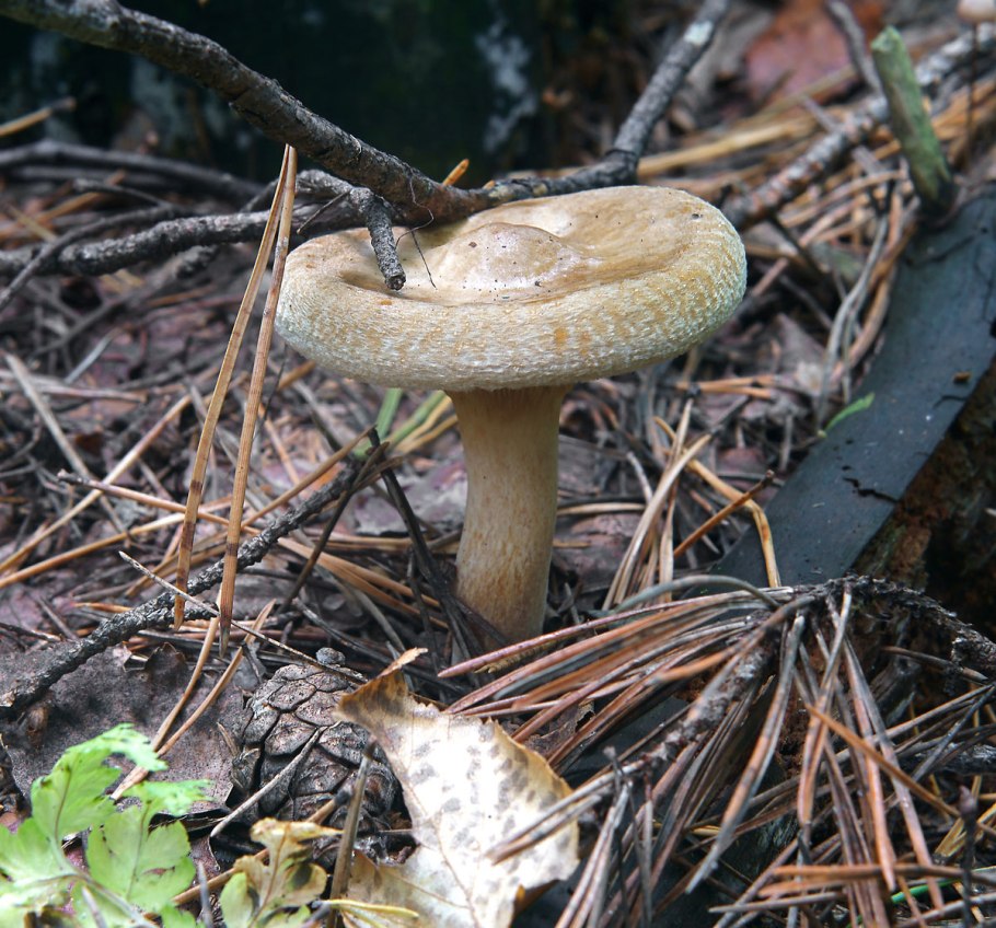 Свинушка Paxillus rubicundulus