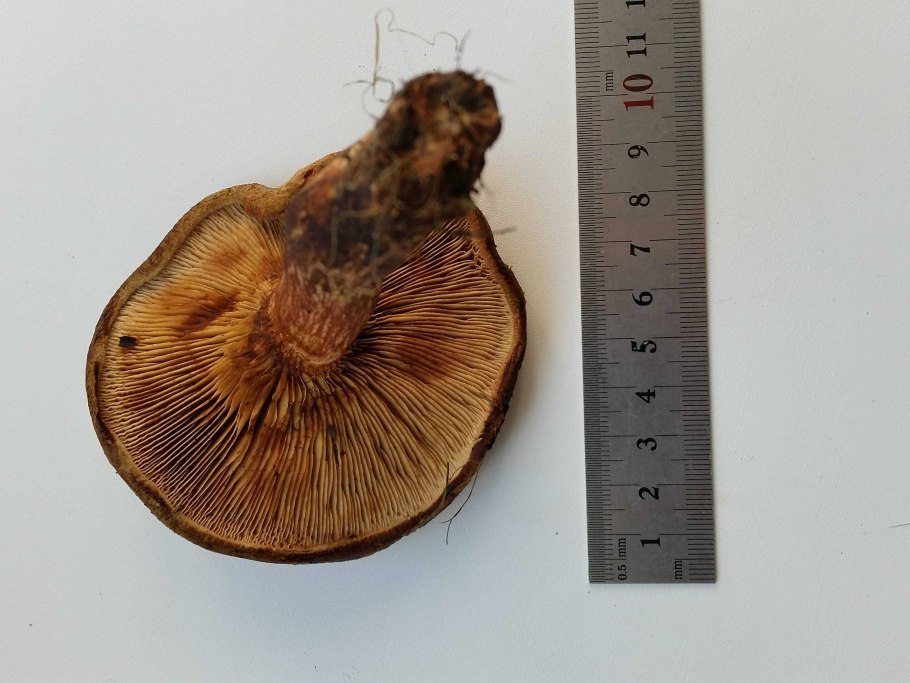 Свинушка Paxillus rubicundulus