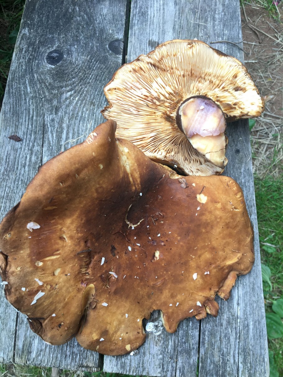 Свинушка бурый гриб
