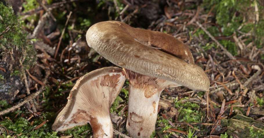 Свинушка тапинелла