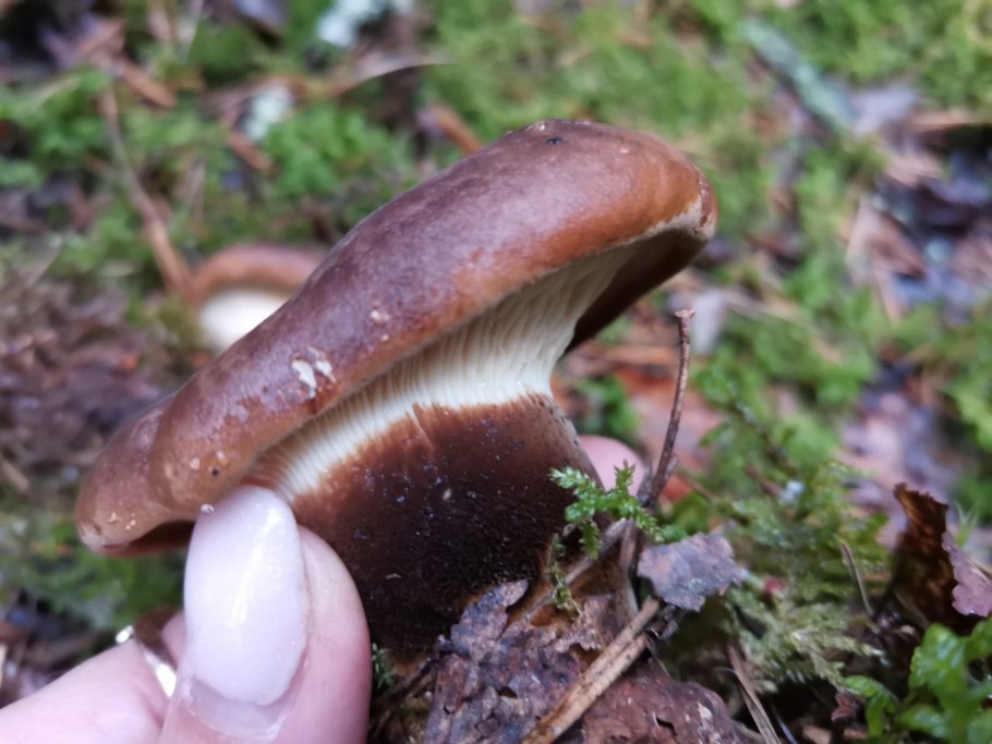 Свинуха растение