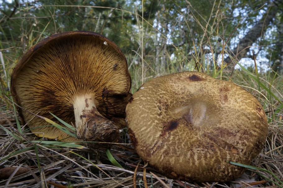 Свинушка paxillus rubicundulus