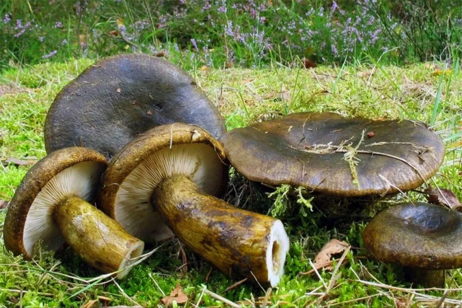 Черные грузди чернушка